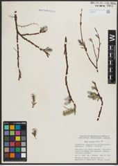 Foto von Salix arctica Pall.
